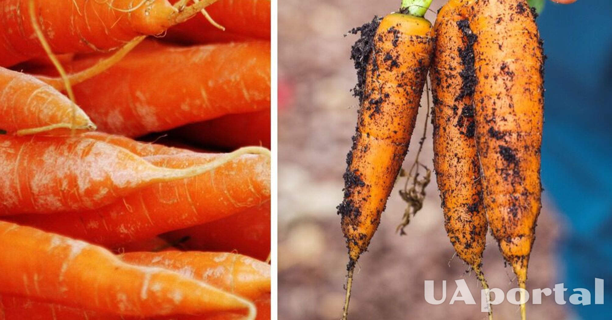 Как правильно сохранить морковь свежей до весны – советы Евгения Клопотенко